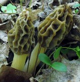 Morchella diminutiva image