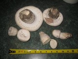 Agaricus arvensis image