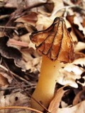 Morchella punctipes image