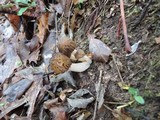 Morchella punctipes image