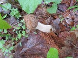 Morchella punctipes image
