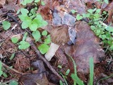 Morchella punctipes image