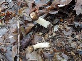Morchella punctipes image