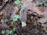 Morchella americana image