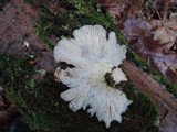 Pleurotus pulmonarius image