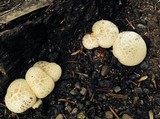 Neolentinus ponderosus image