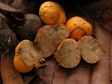 Mycoamaranthus cambodgensis image