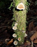 Auricularia nigricans image