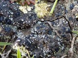 Toninia sedifolia image