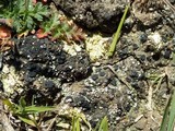 Toninia sedifolia image
