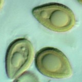 Mycoamaranthus cambodgensis image