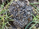 Toninia aromatica image