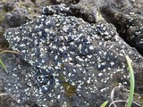 Toninia aromatica image