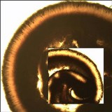 Toninia sedifolia image