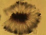 Toninia sedifolia image