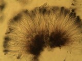 Toninia sedifolia image