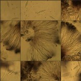 Toninia sedifolia image