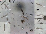 Lasiosphaeris hirsuta image