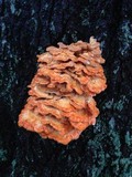 Laetiporus cincinnatus image