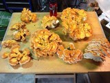 Laetiporus cincinnatus image