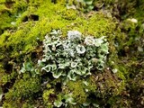 Cladonia pocillum image
