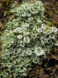Cladonia pocillum image