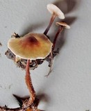 Gymnopus semihirtipes image