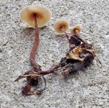 Gymnopus semihirtipes image