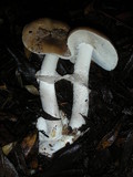 Amanita porphyria image