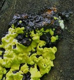 Trichoderma sulphureum image