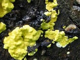 Trichoderma sulphureum image