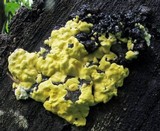 Trichoderma sulphureum image