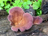 Panus neostrigosus image