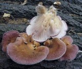 Panus neostrigosus image