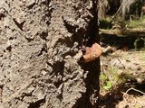 Fomitopsis schrenkii image