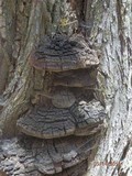 Phellinus everhartii image