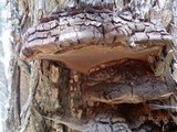 Phellinus everhartii image
