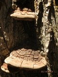 Phellinus everhartii image