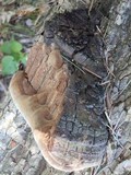 Phellinus everhartii image