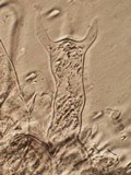 Aleurodiscus oakesii image
