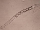 Morchella diminutiva image