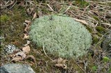 Cladonia portentosa image