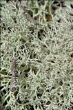 Cladonia portentosa image