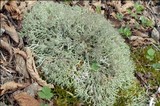 Cladonia portentosa image