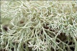 Cladonia portentosa image
