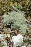 Cladonia portentosa image