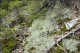 Cladonia portentosa image