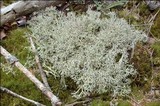 Cladonia portentosa image