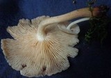 Gymnopus luxurians image