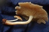 Gymnopus luxurians image